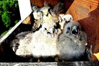 /album/a8-6-2013/dej-nam-masoooooo-jpg1/